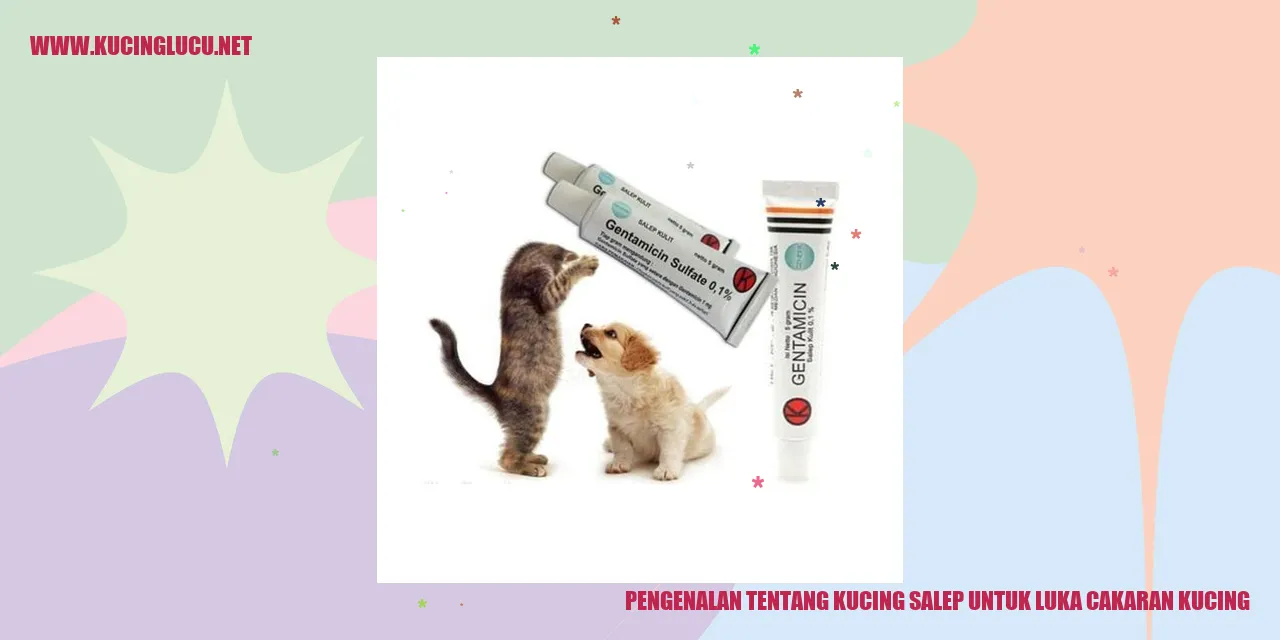 Kucing Salep untuk Luka Cakaran Kucing