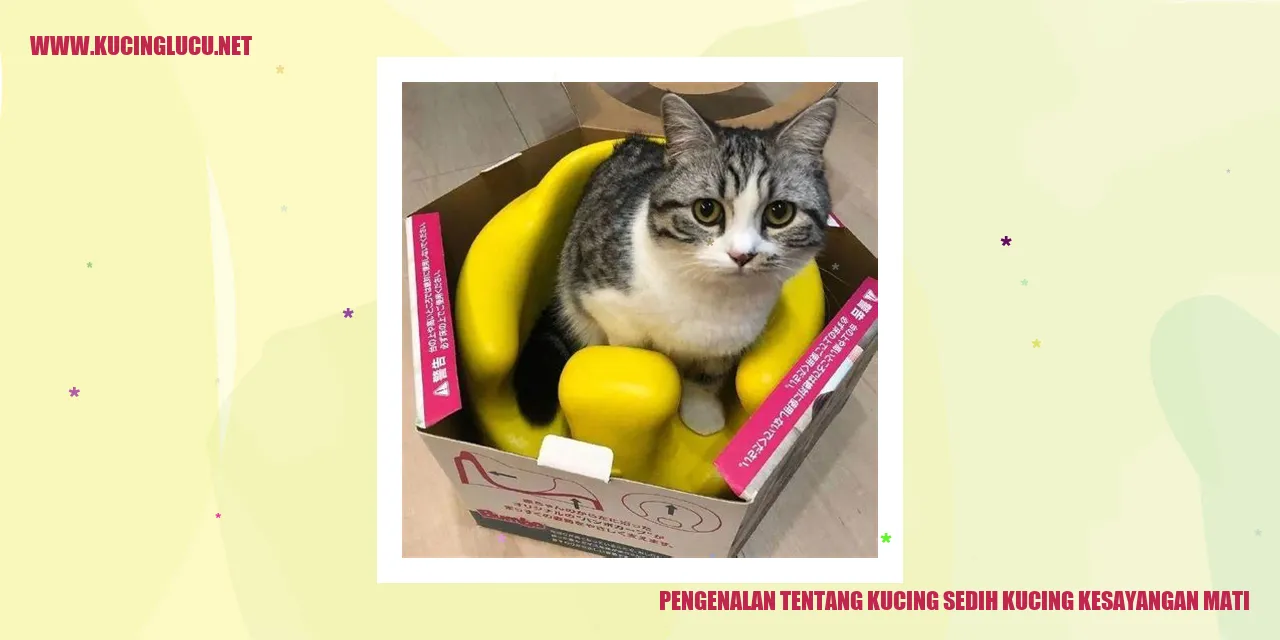 Kucing merasa sedih karena kucing kesayangan mereka mati