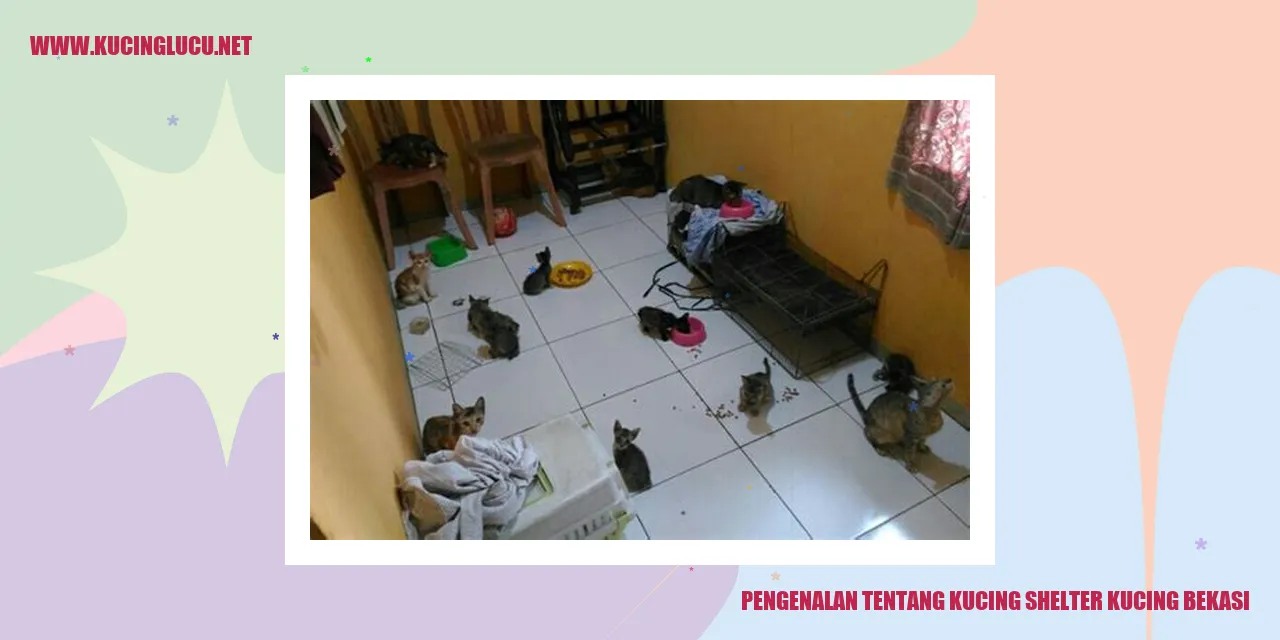 Gambar kucing penampungan di Bekasi