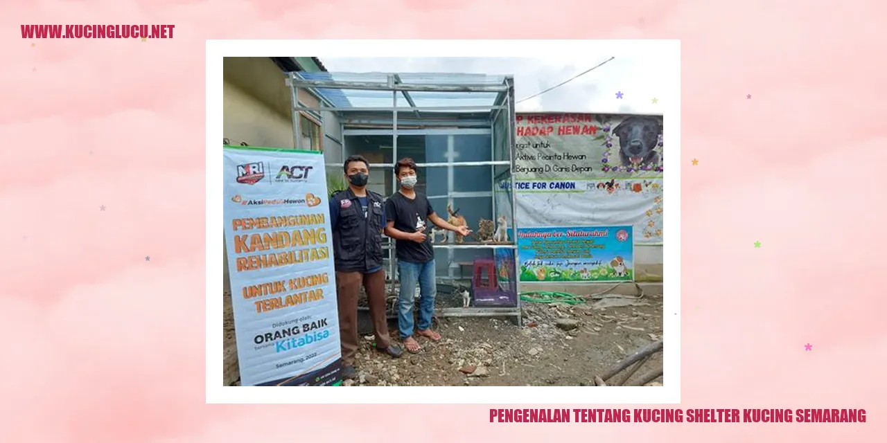 Kucing Shelter Kucing Semarang