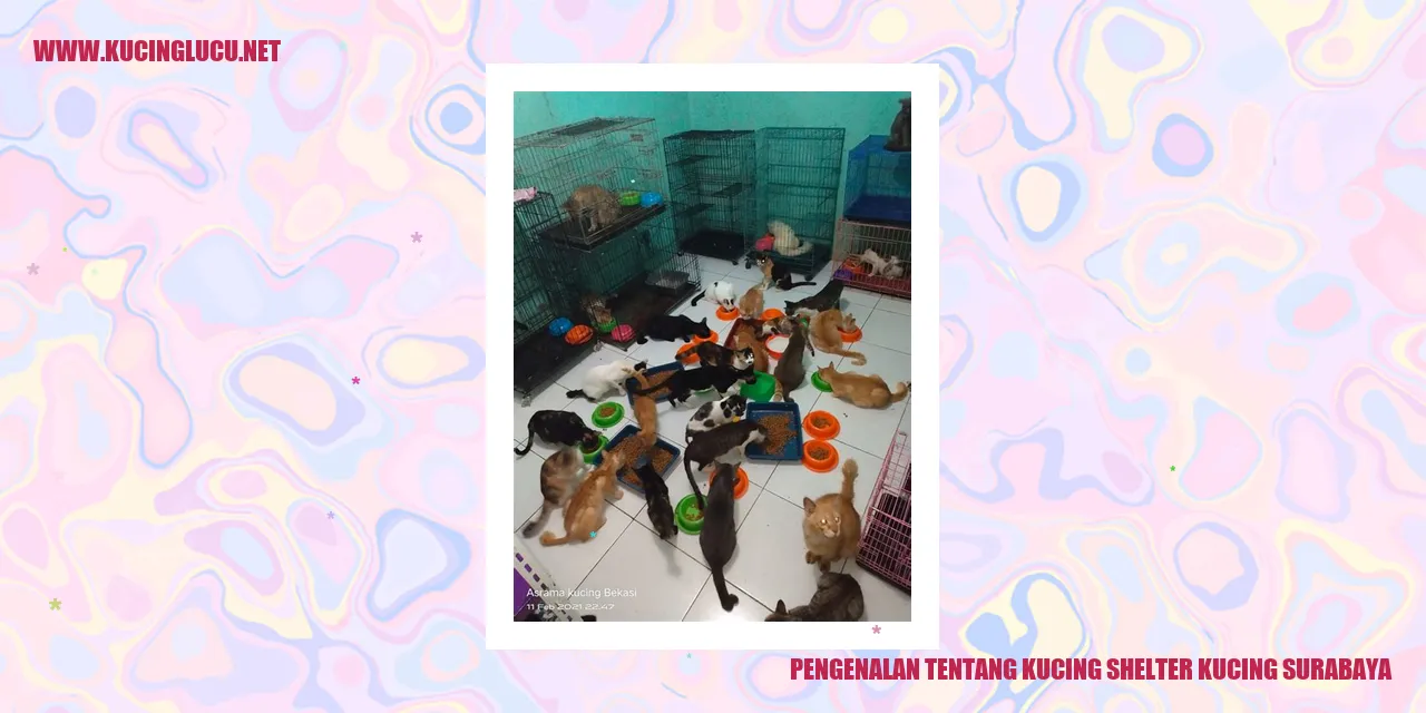 kucing shelter di Surabaya