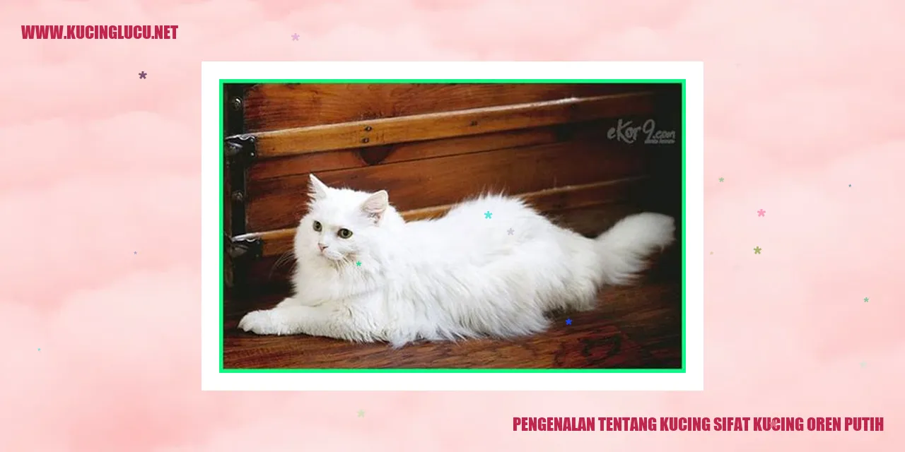 Kucing Oren Putih
