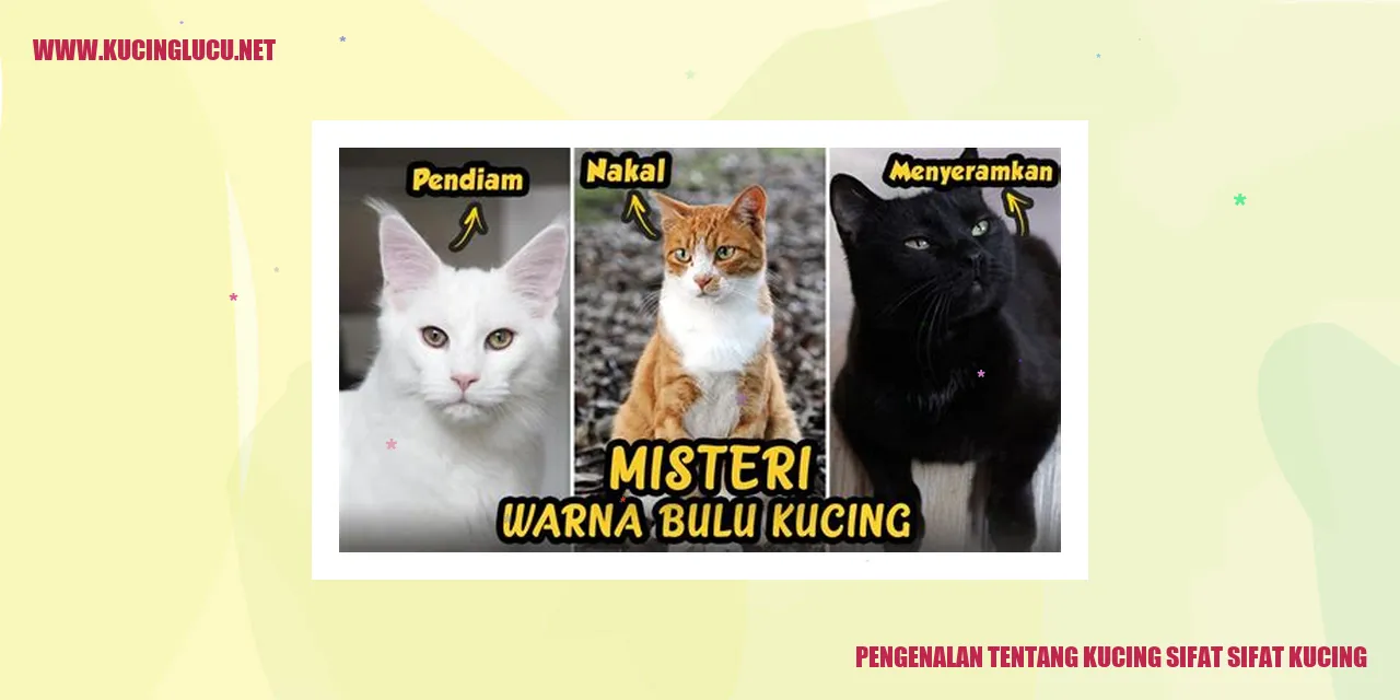 gambar kucing