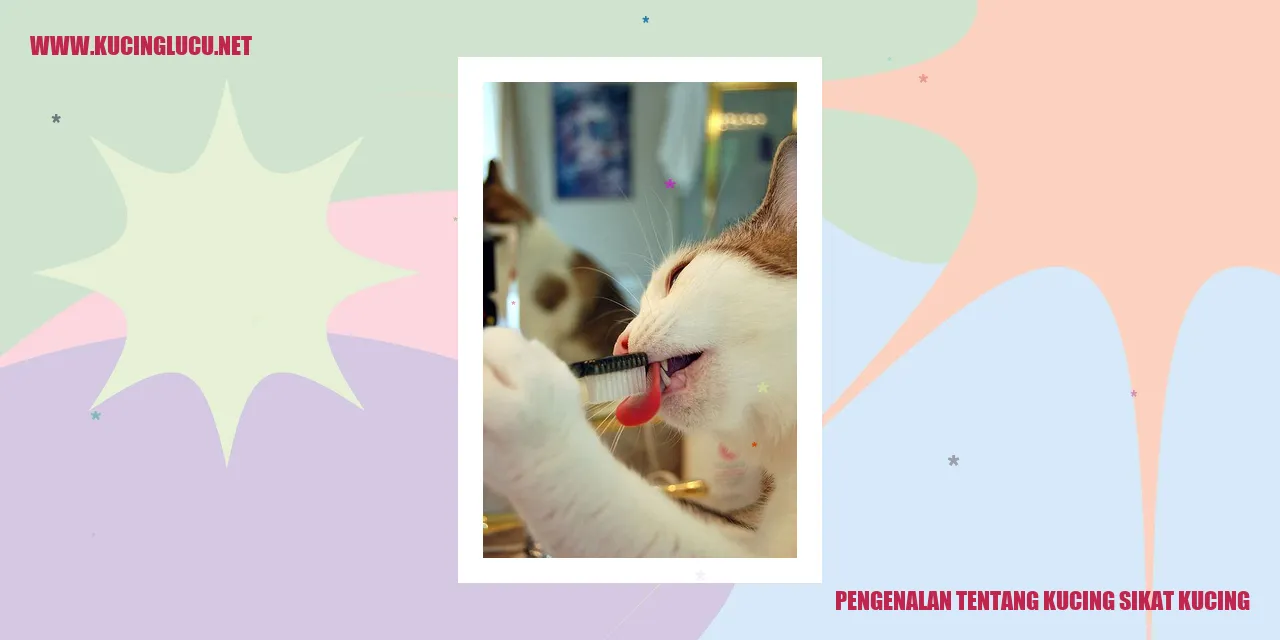 Gambar Kucing sikat kucing