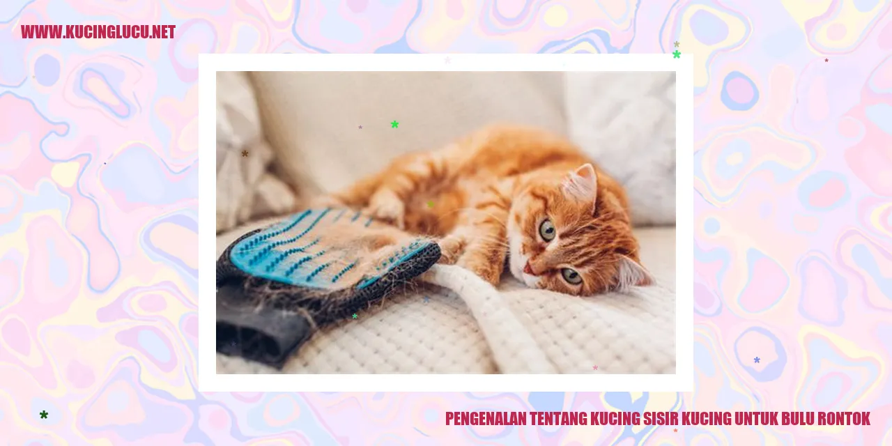 Kucing Sisir
