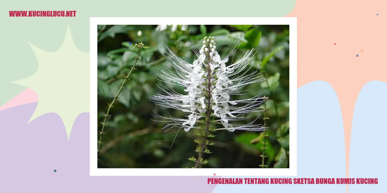 Gambar Kucing Sketsa Bunga Kumis Kucing