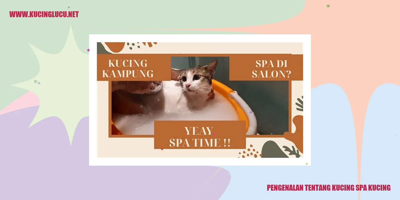 Gambar Kucing Spa Kucing
