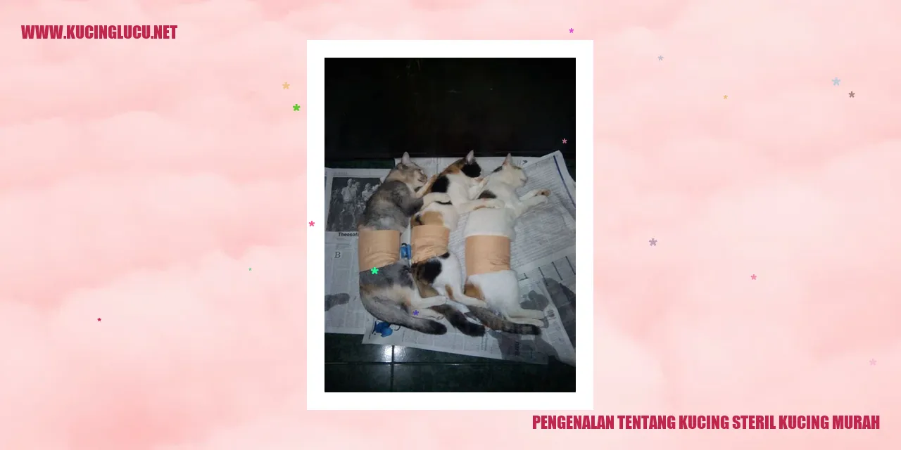 Gambar Kucing Steril Kucing Murah