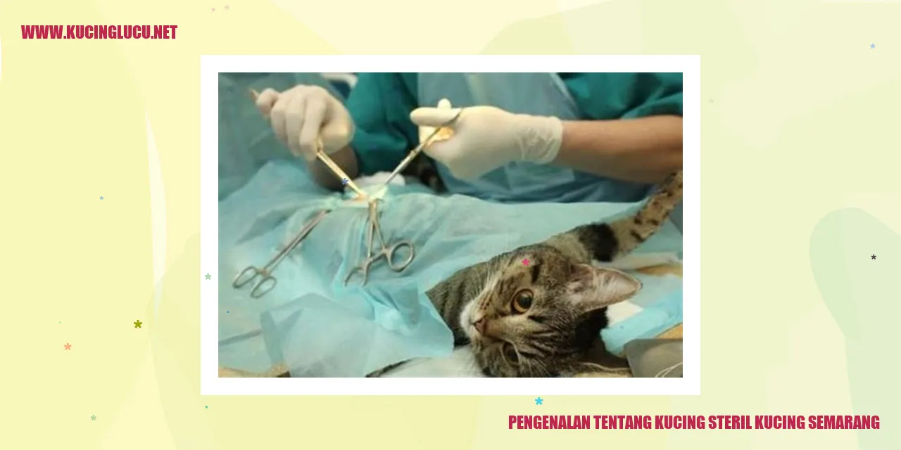 Kucing Steril di Semarang