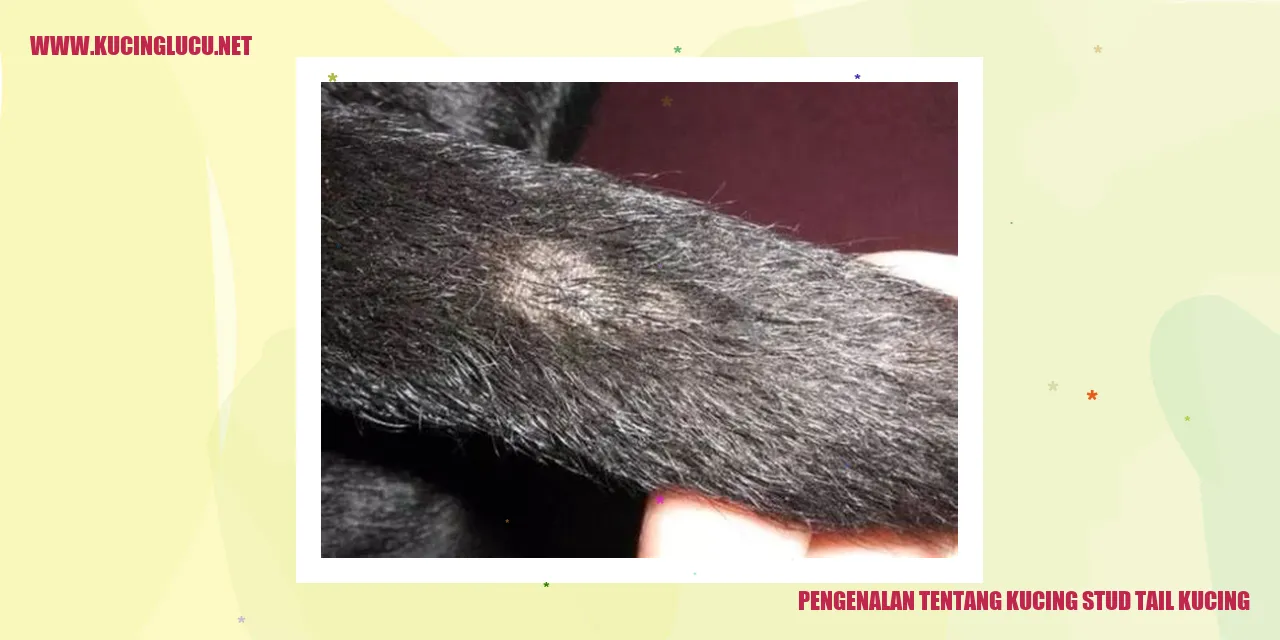 Gambar Kucing Stud Tail
