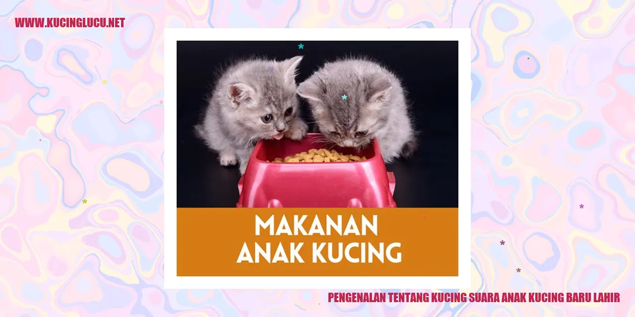 Gambar Anak Kucing Baru Lahir