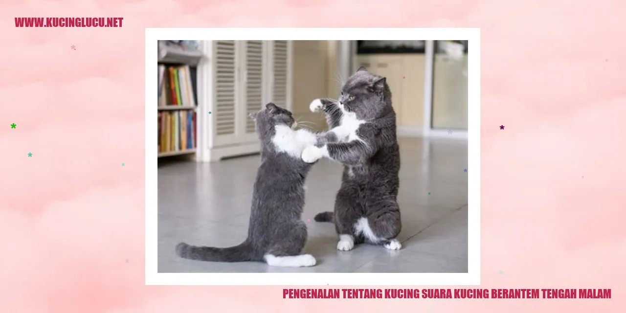 Suara Kucing Berantem