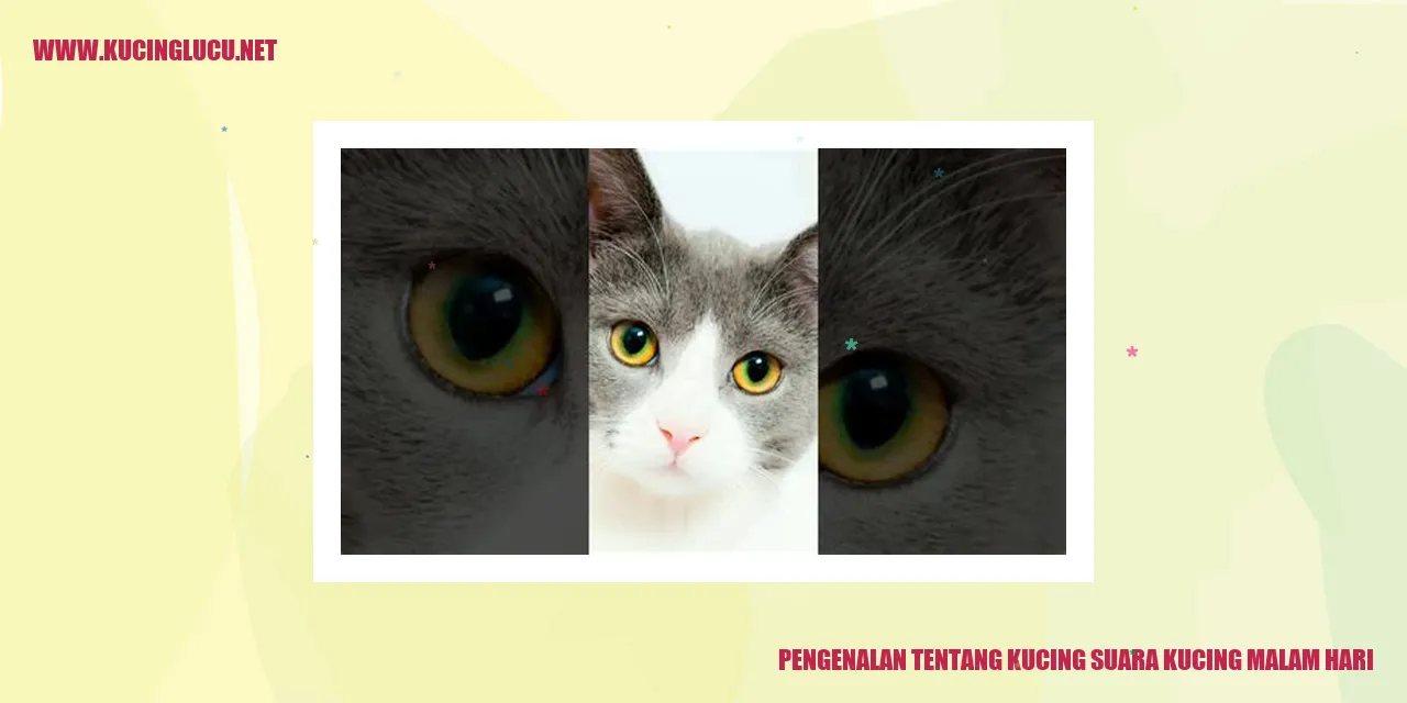 Gambar Kucing Malam Hari