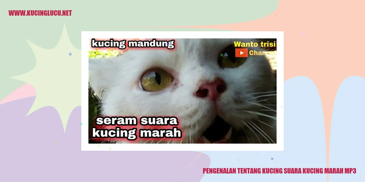 Ilustrasi kucing marah