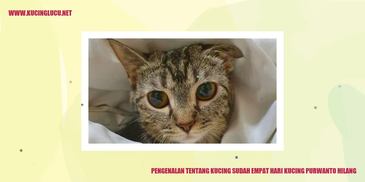 gambar kucing hilang