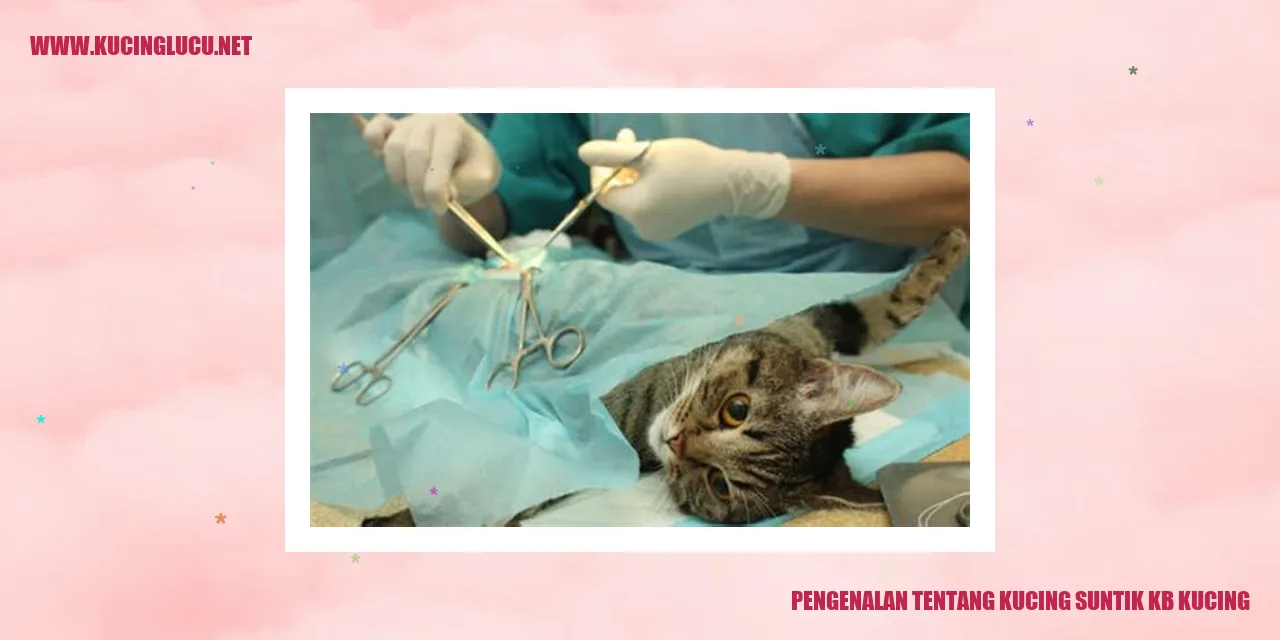 Foto Kucing Suntik KB Kucing