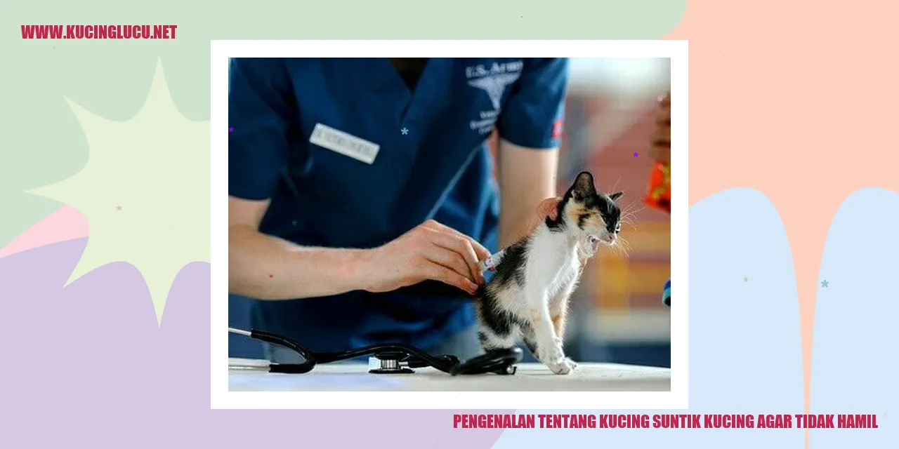 Ketahui Tentang Suntik Kucing Agar Tidak Hamil