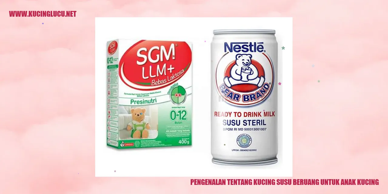 Kucing Susu Beruang