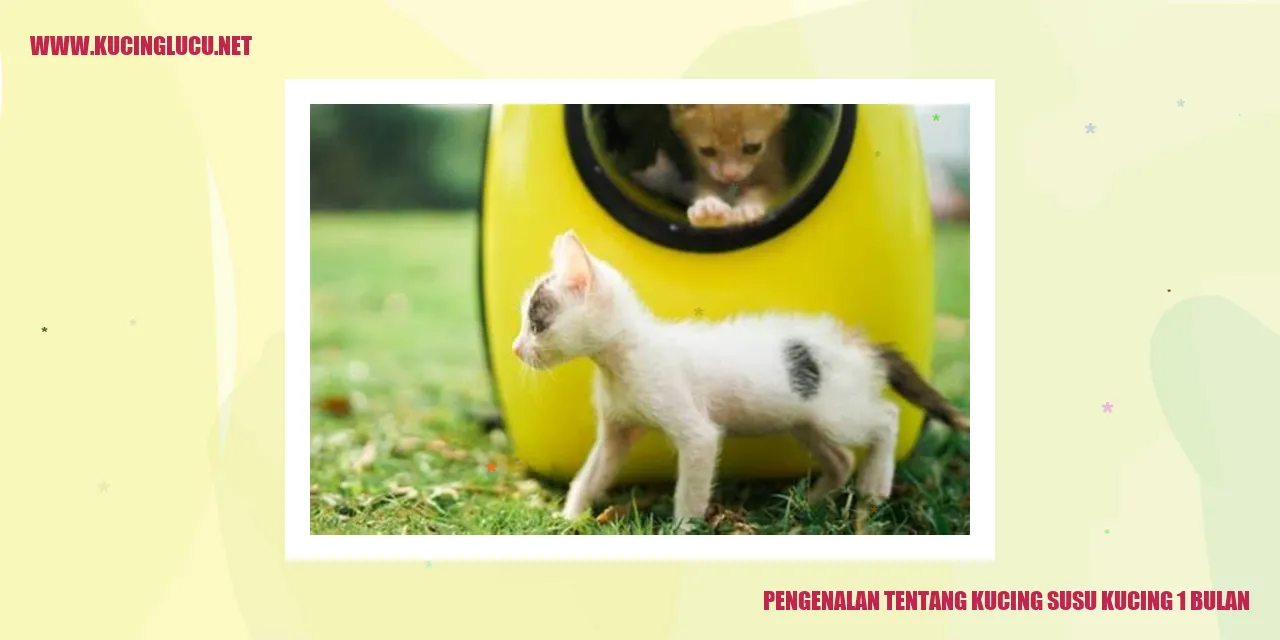 Gambar Kucing Susu Kucing 1 Bulan