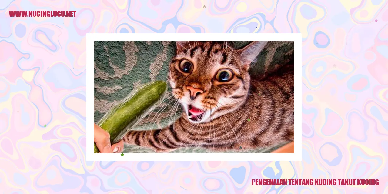 Kucing yang merasa takut dengan kucing lainnya