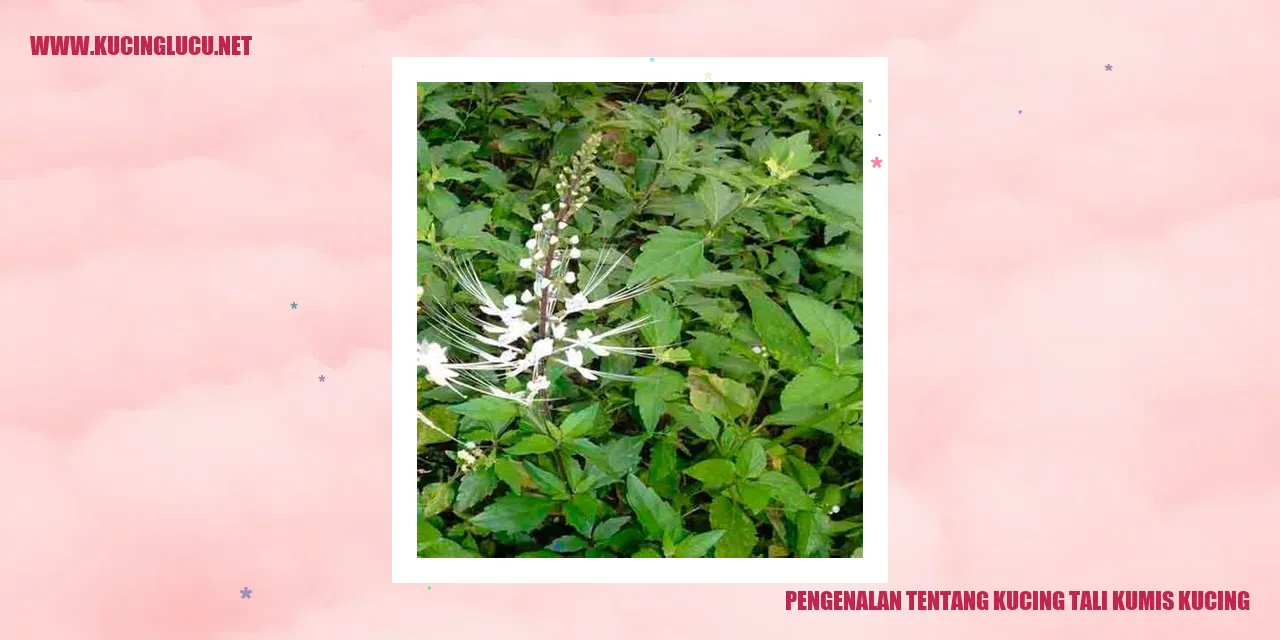 Gambar Kucing Tali Kumis Kucing