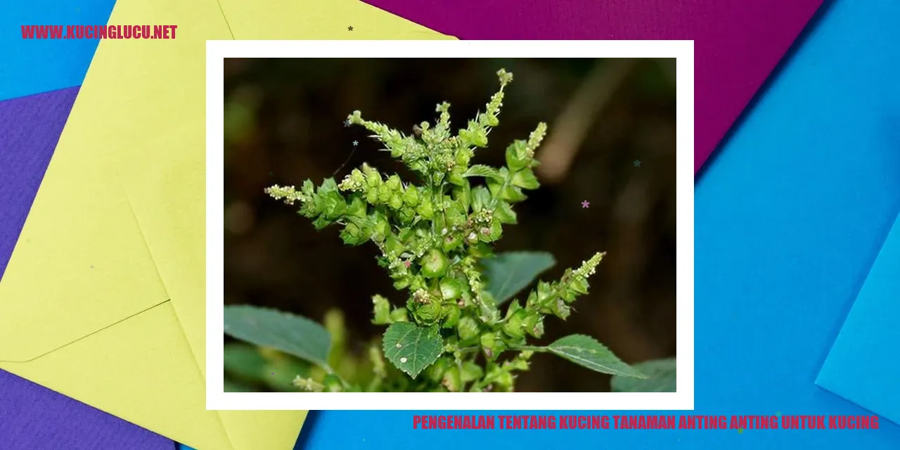 Gambar Kucing tanaman anting anting untuk kucing