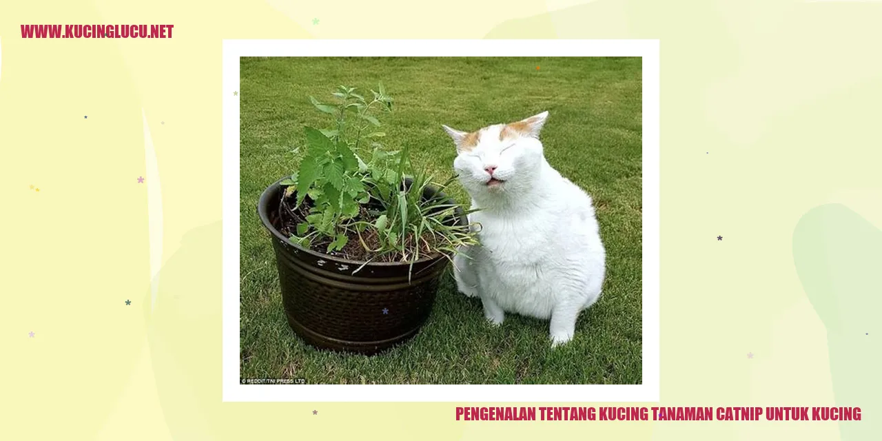 Gambar kucing sedang bermain dengan tanaman catnip