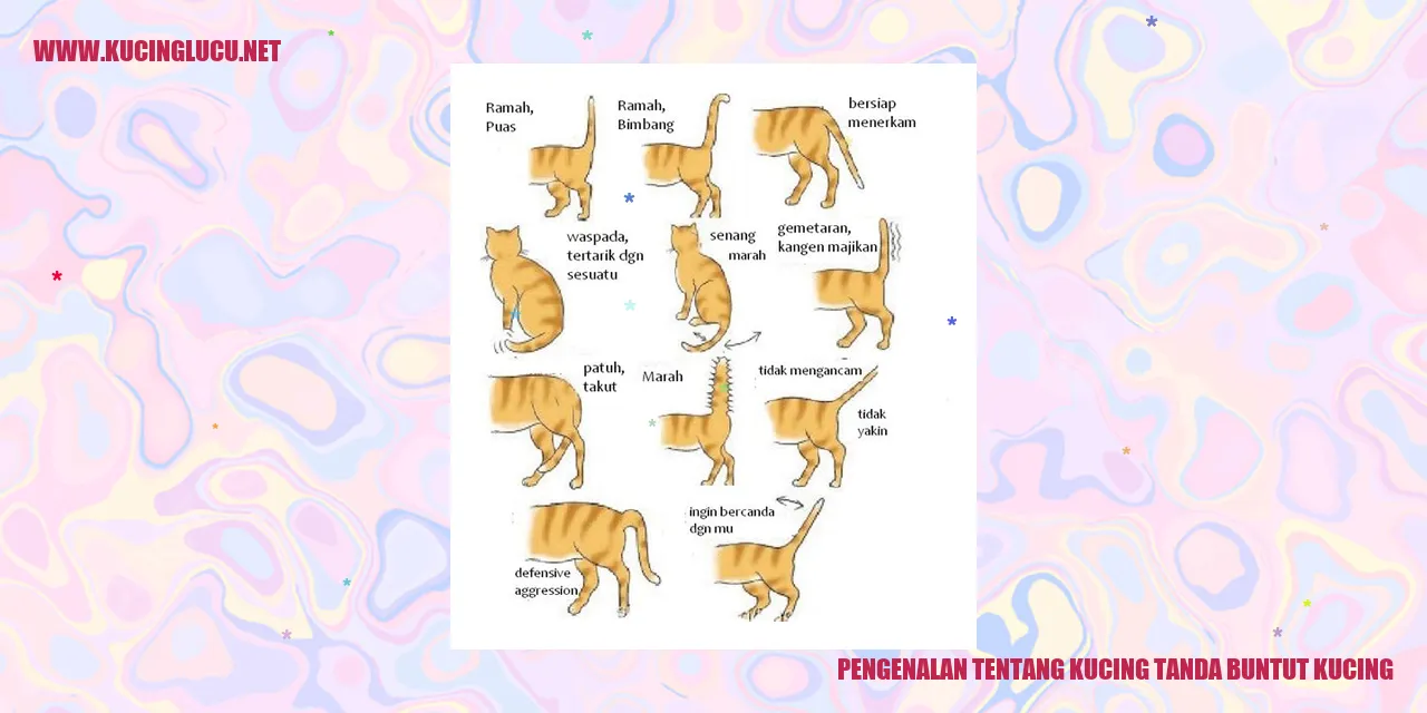 Kucing dengan berbagai tanda pada ekornya