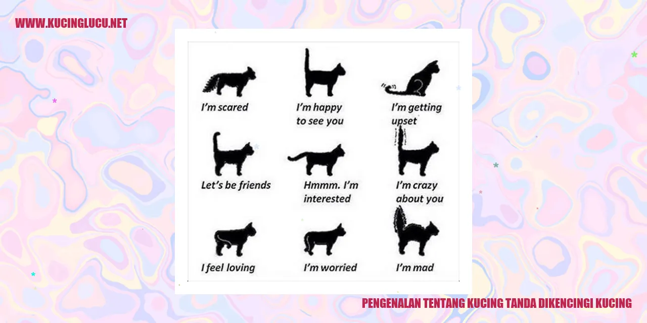 Kucing tanda dikencingi kucing