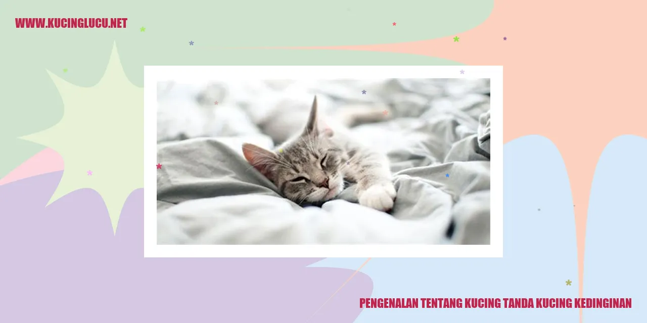 Kucing Kedinginan