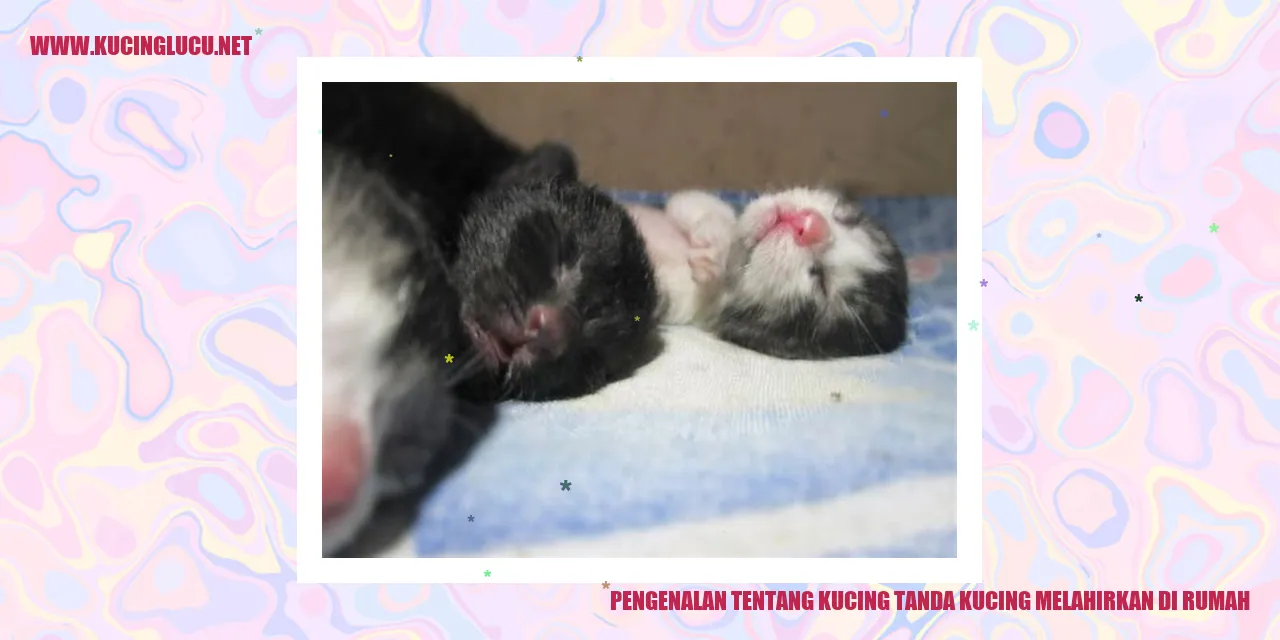 Kucing melahirkan di rumah
