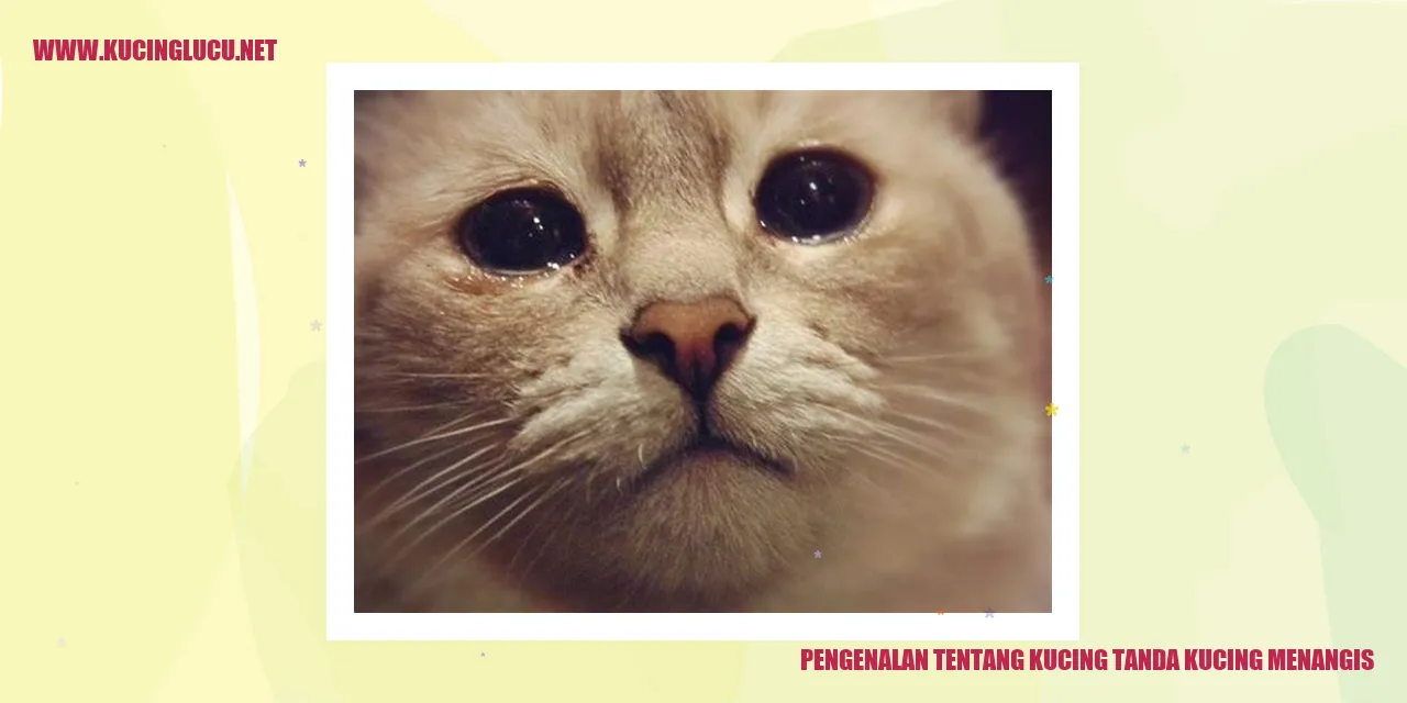 Gambar kucing sedang menangis
