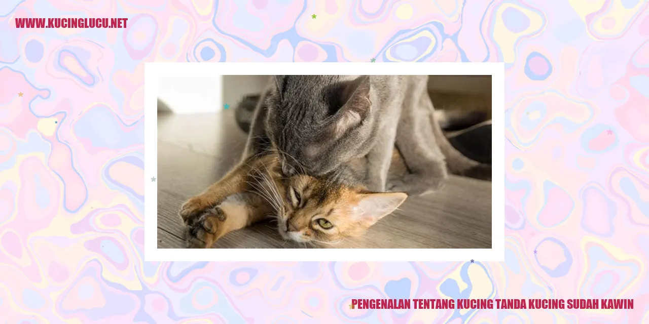 Kucing tanda kucing sudah kawin