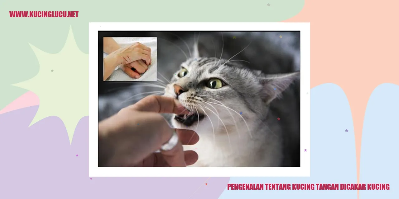 Gambar Kucing yang Tangan Dicakar