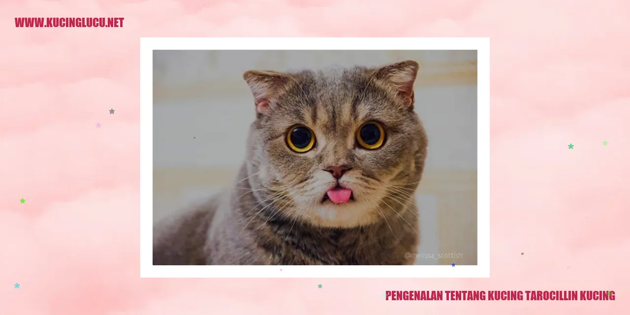 Kucing Tarocillin Kucing
