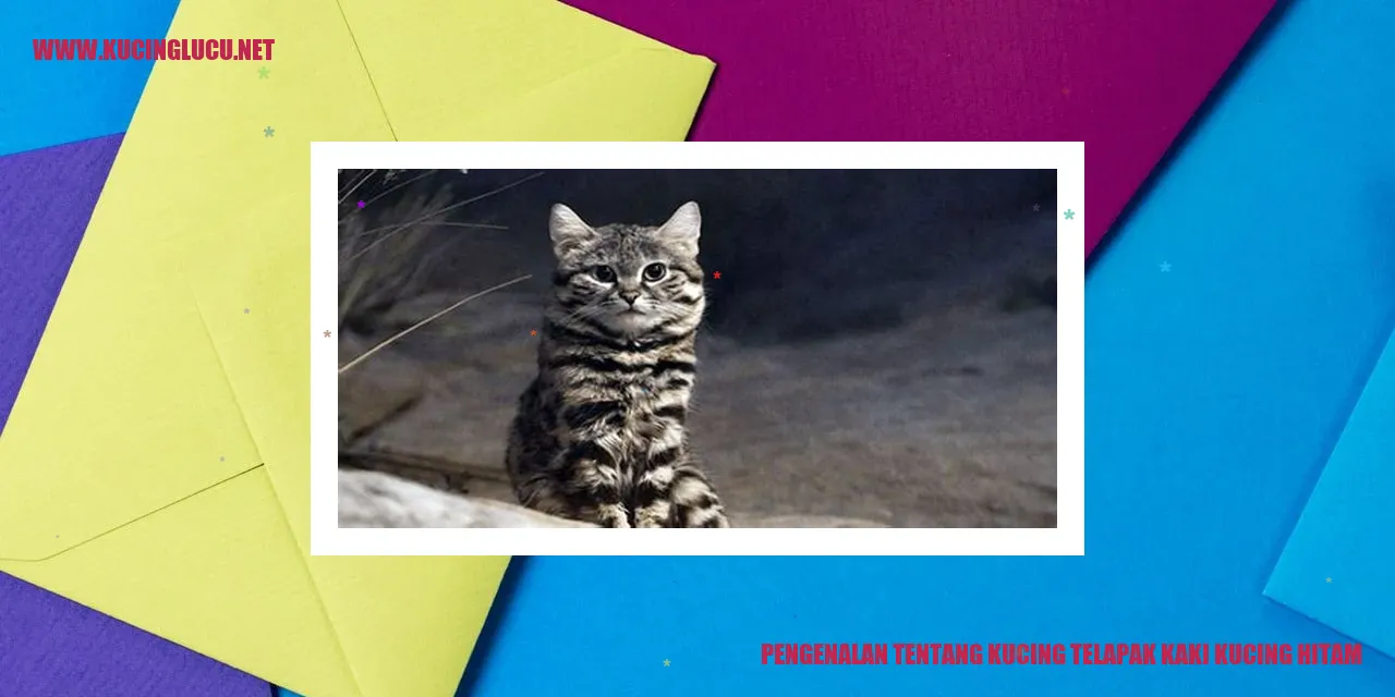 Kucing Telapak Kaki Kucing Hitam