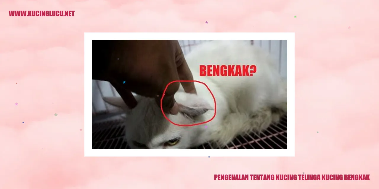 Kucing dengan Telinga Membengkak