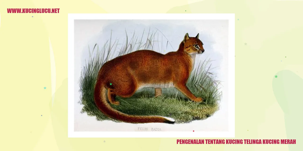 Gambar Kucing Merah Telinga Lipat