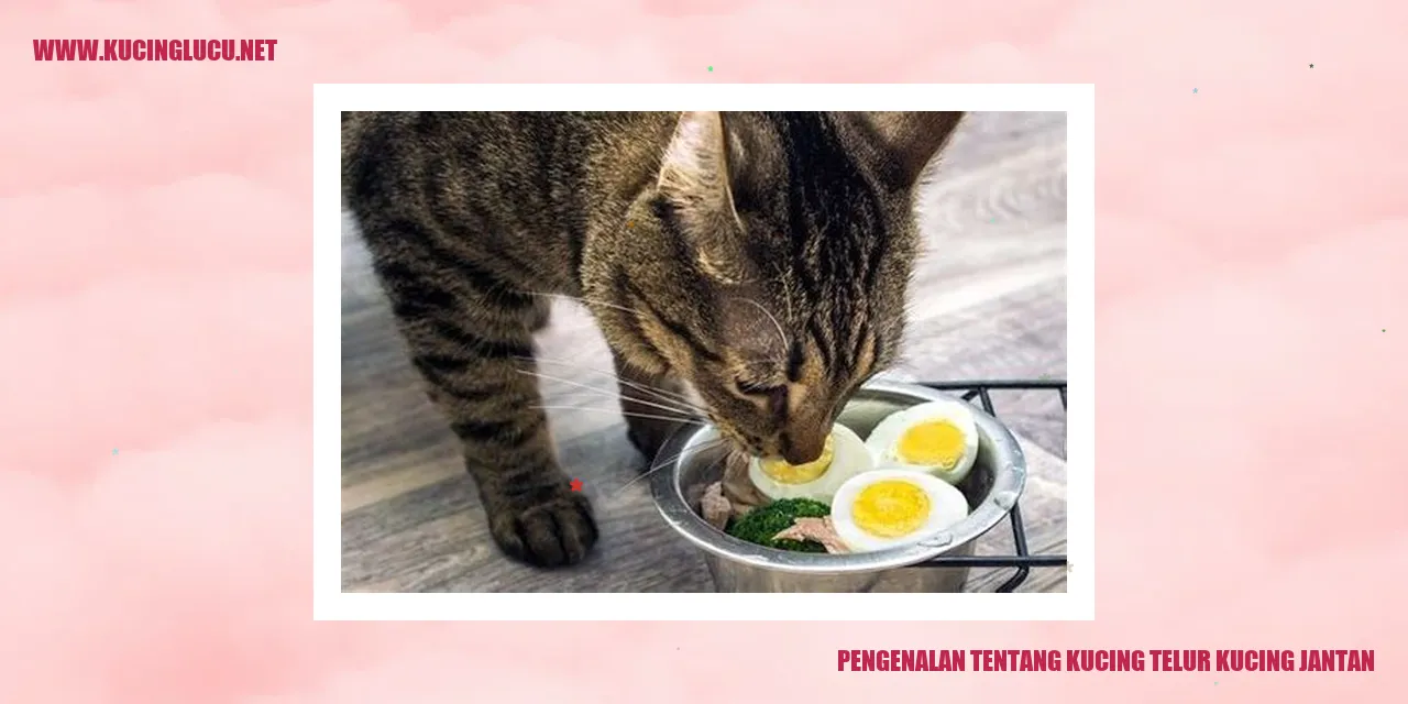 Gambar Kucing Telur Kucing Jantan