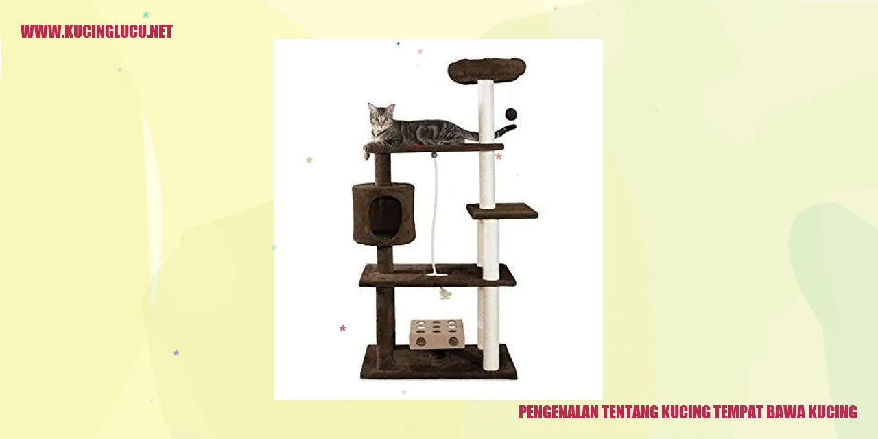 Kucing