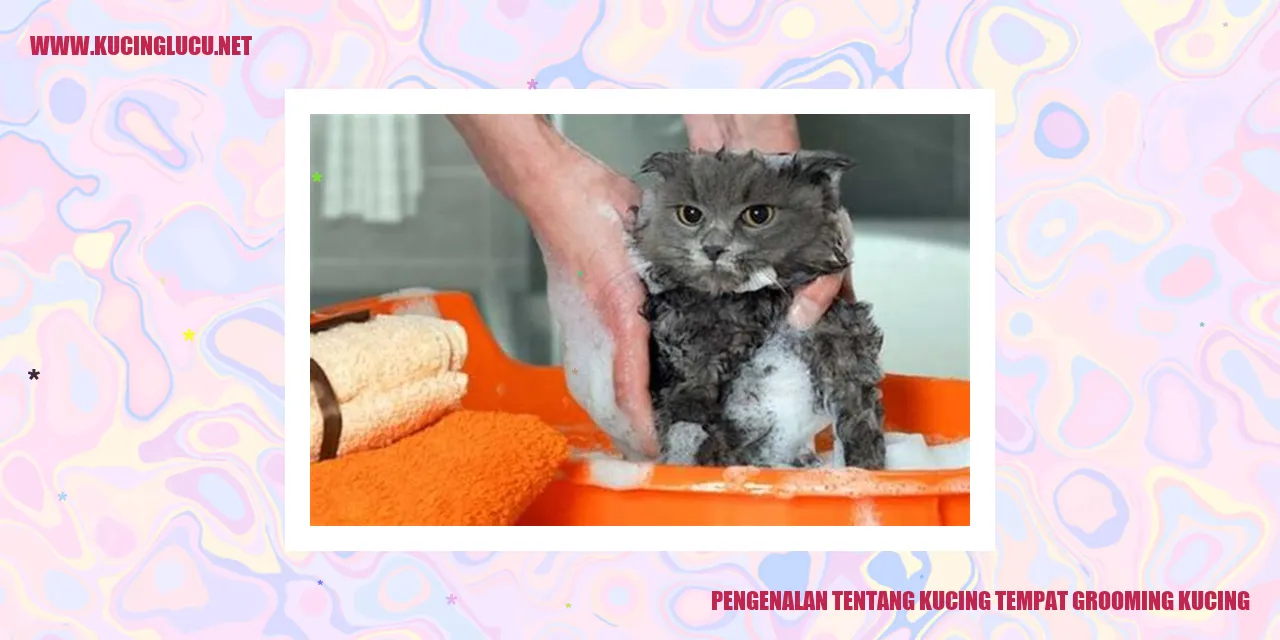 Perawatan Kucing