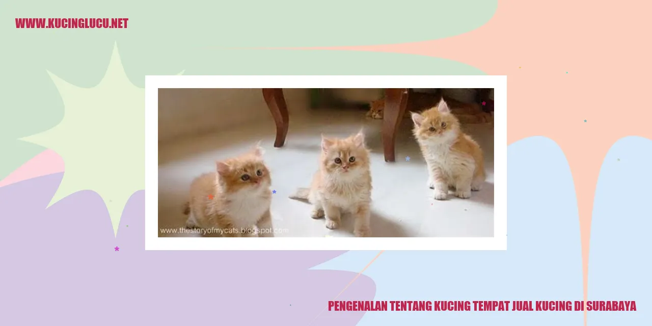Gambar Kucing