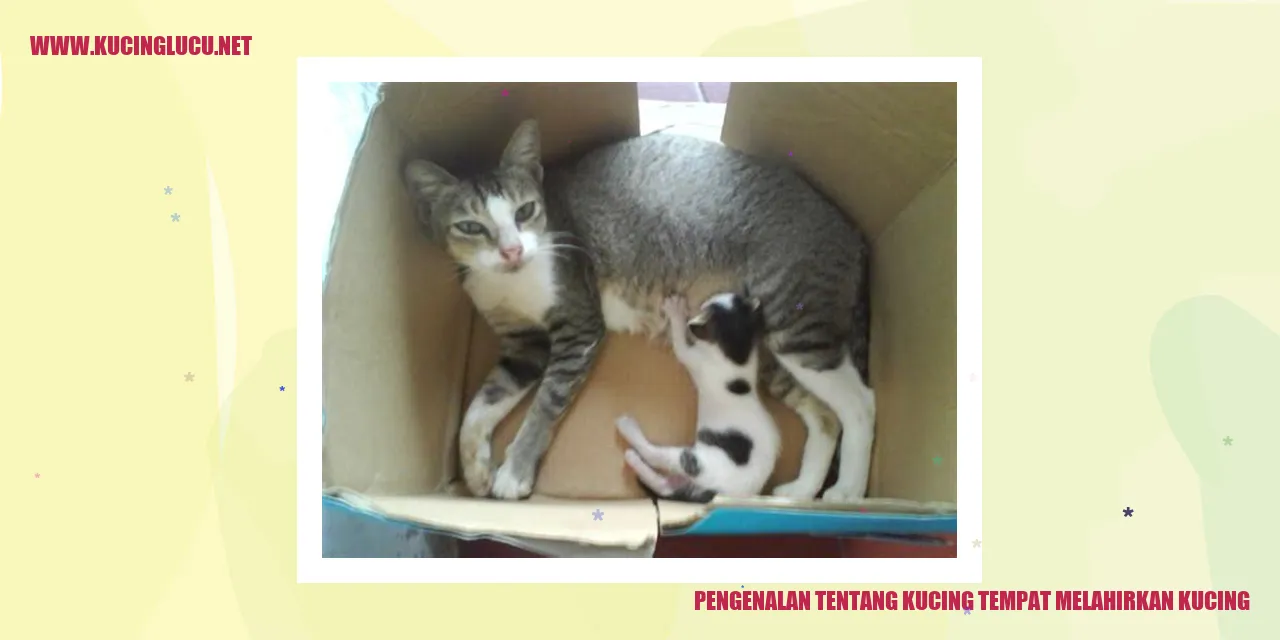 Kucing bersiap melahirkan