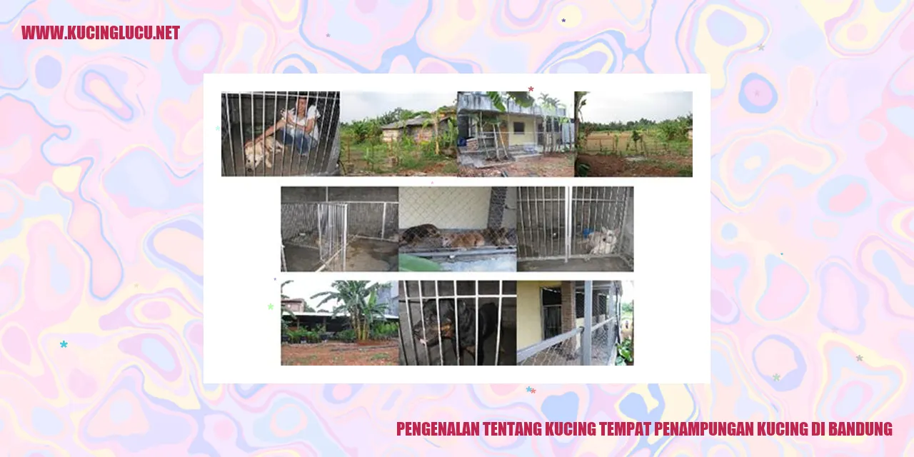 Kucing di penampungan kucing di Bandung