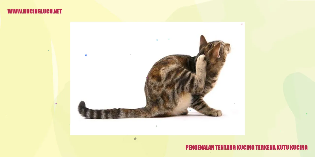 Kucing Terkena Kutu Kucing