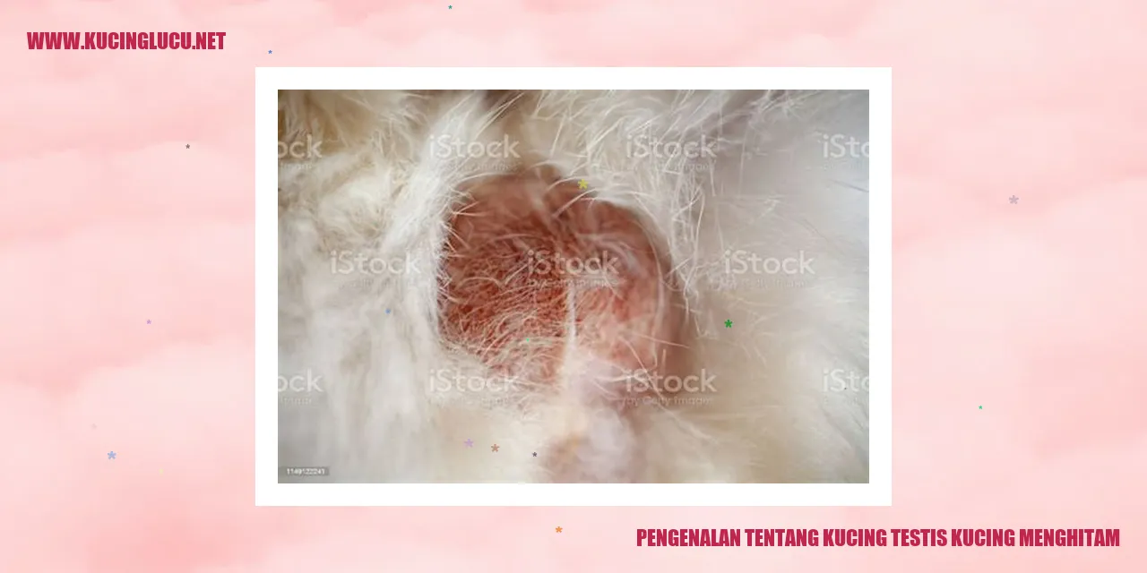 Kucing Menghitam