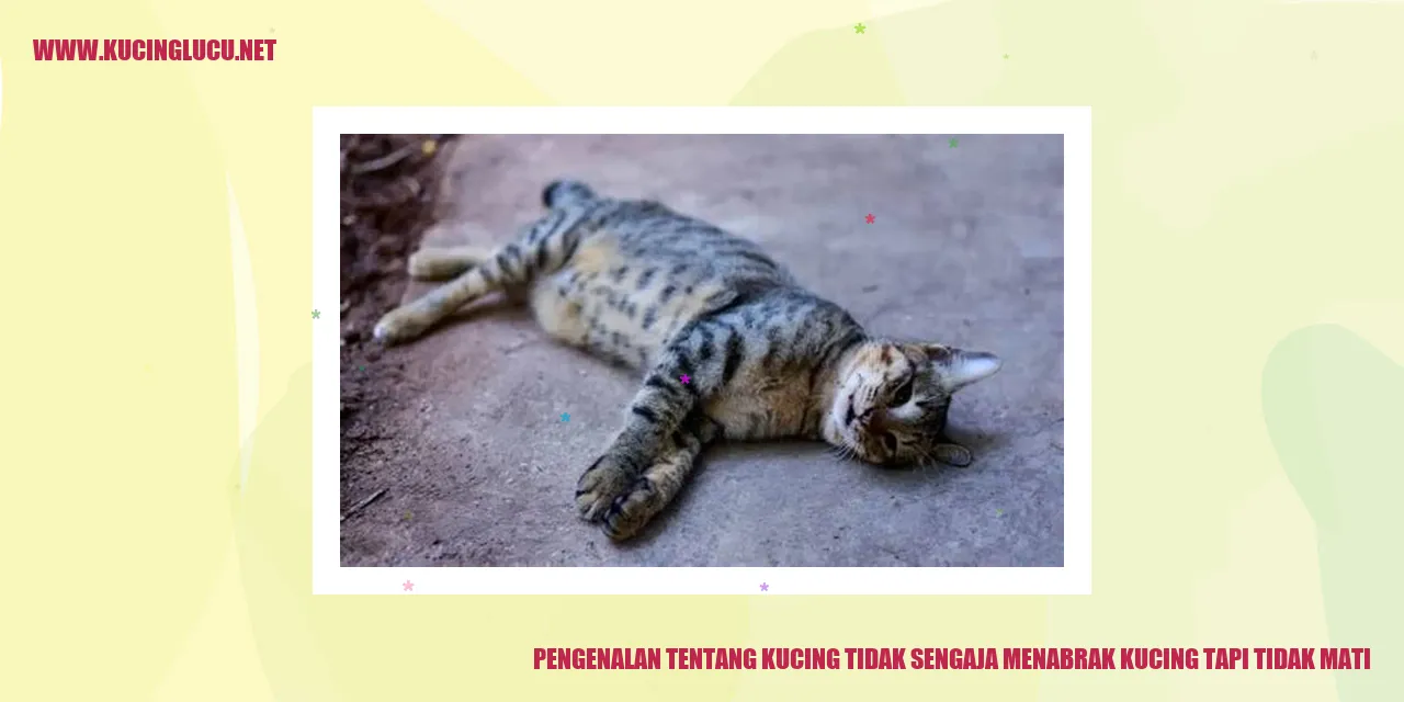 Gambar kucing tersenggol