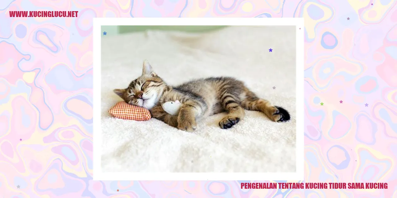 Foto Kucing Tidur Bersama