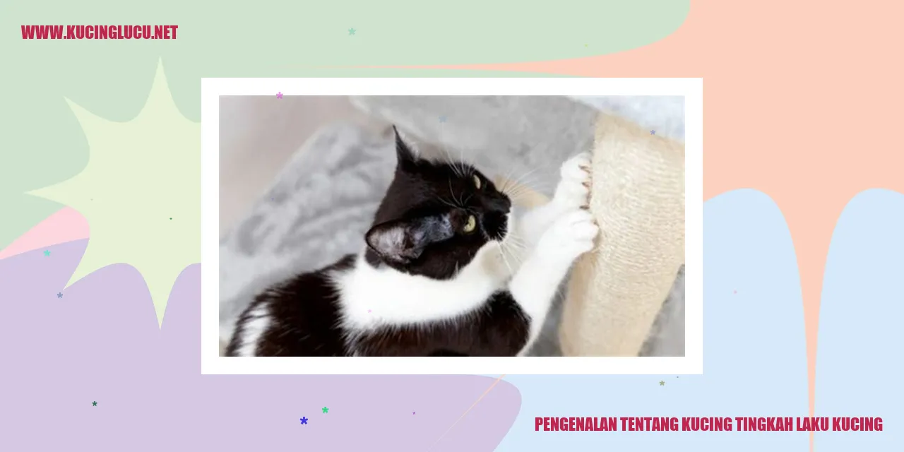 Gambar Kucing Menggemaskan