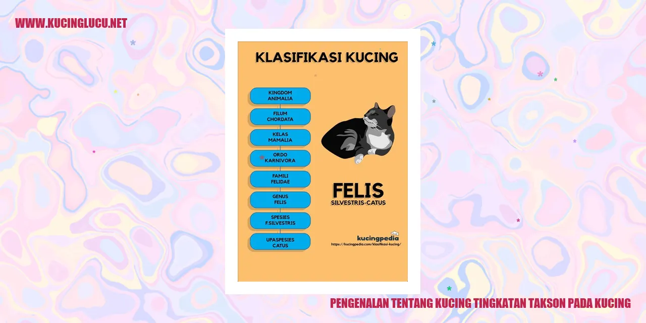 Gambar Kucing